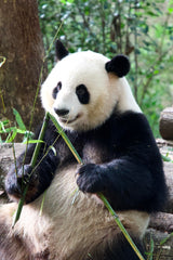 Sichuan